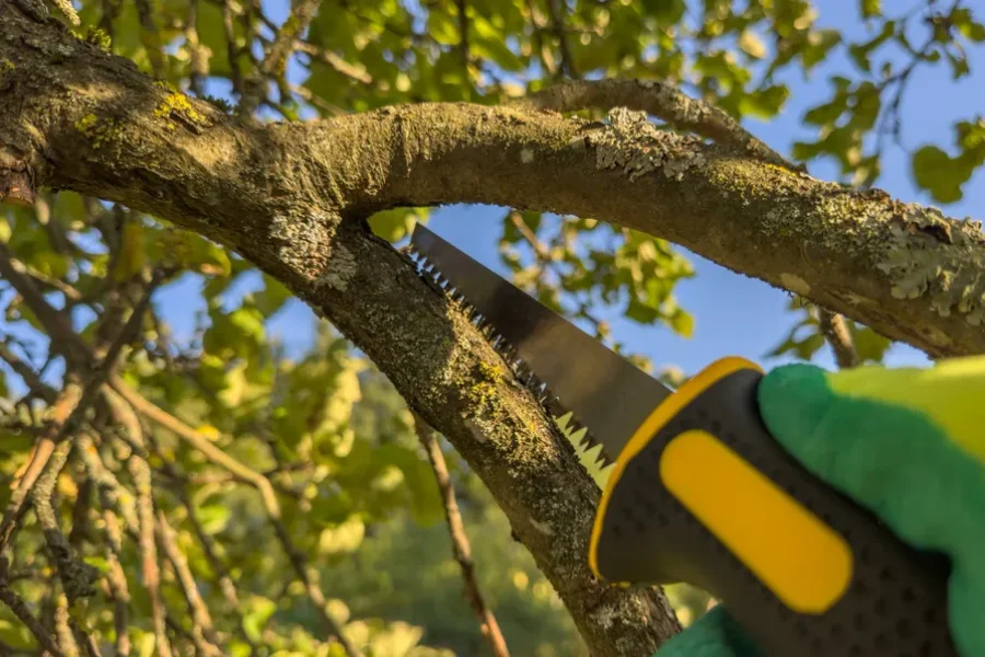 Experienced Tree Trimming Service Watertown, MA Experienced Tree Trimming Service Watertown, MA