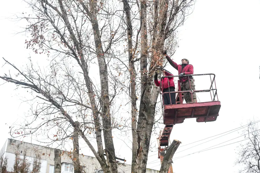 How Tree Trimming Encourages Stronger Branch Structure in Watertown, MA