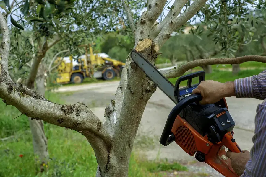 How Tree Trimming Encourages Stronger Branch Structure Watertown, MA