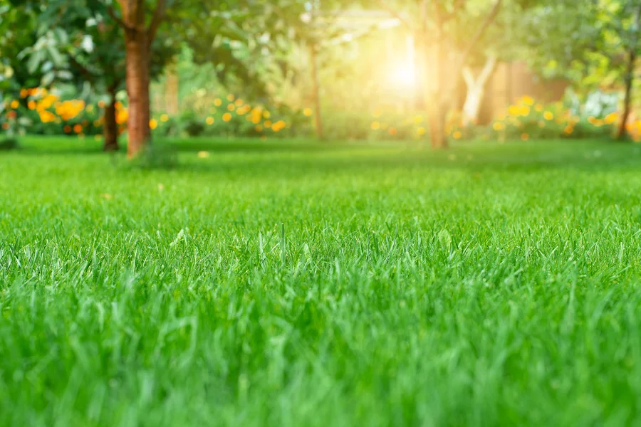Integrating Pest Control Into Your Lawn Care Routine Watertown, MA