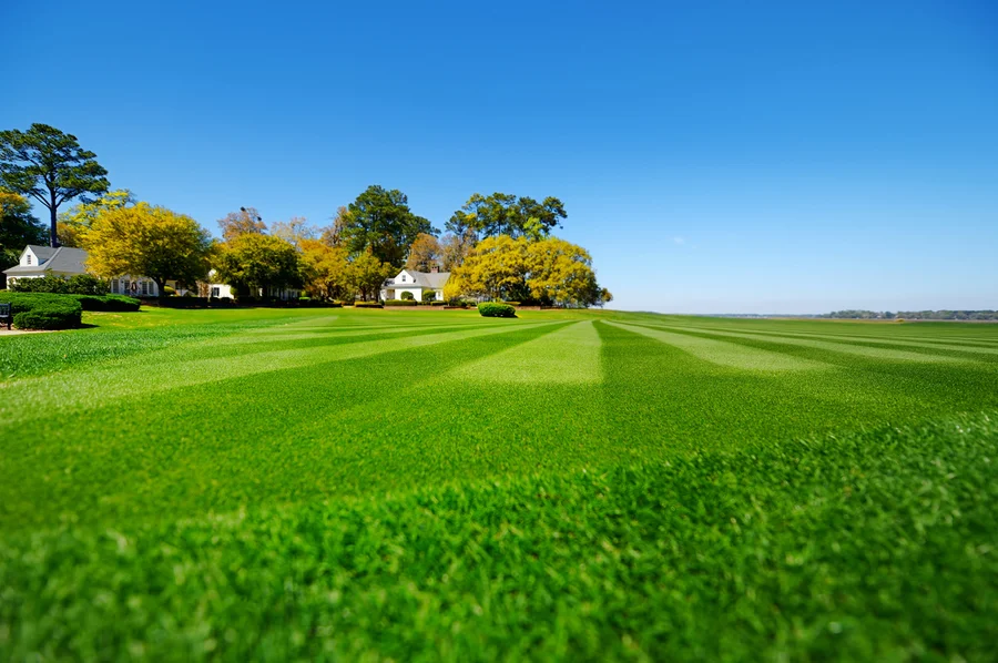 Integrating Pest Control Into Your Lawn Care Routine in Watertown, MA