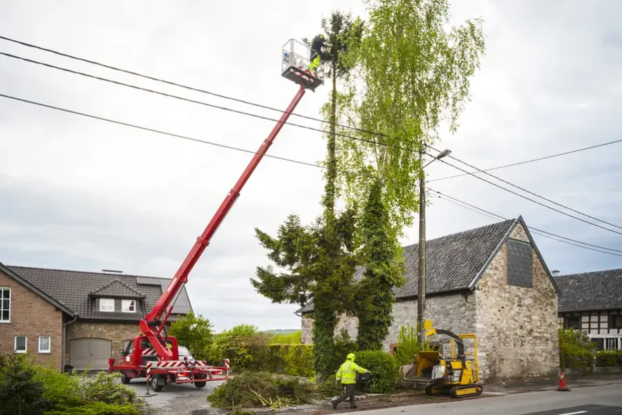 Signs Your Trees Need Professional Trimming Service in Jamaica Plain, Boston, MA 02130