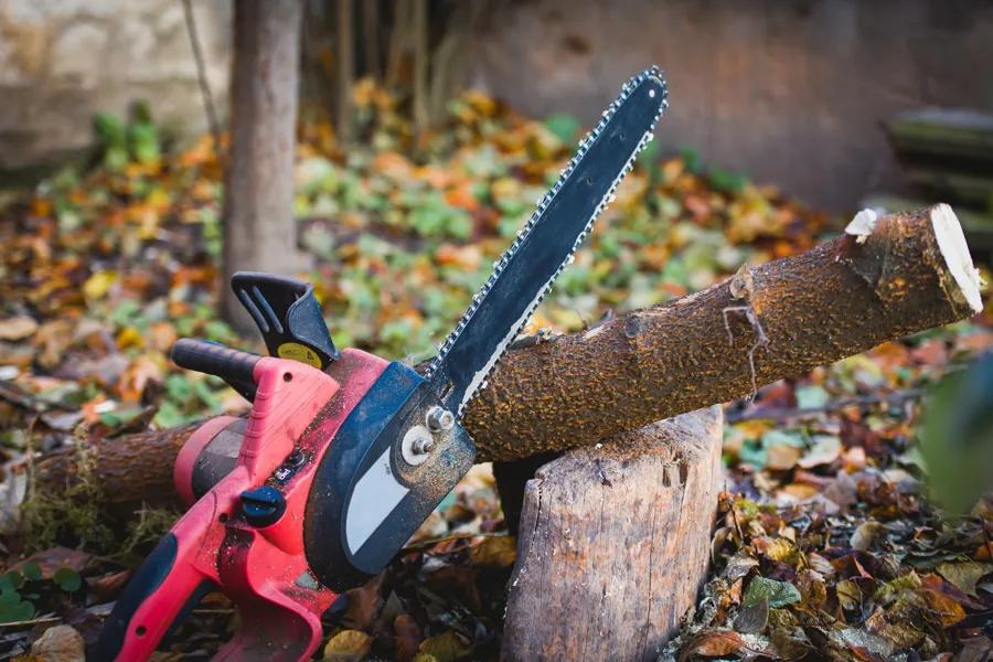 Tree Trimming Service with a tree removal service Jamaica Plain, Boston, MA 02130