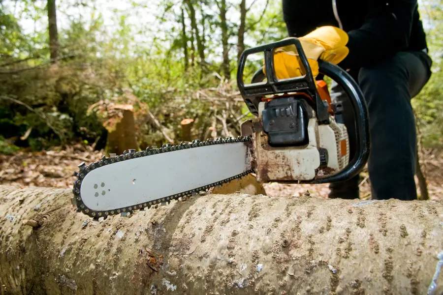 Tree Trimming Service of a landscaper with a chainsaw Roslindale, Boston, MA 02131