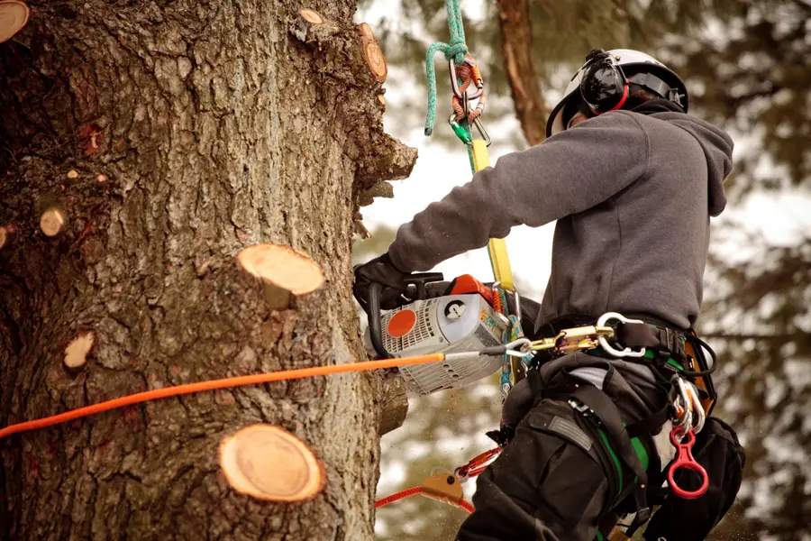 Tree Trimming Service of a tree climber West Roxbury, Boston, MA 02132