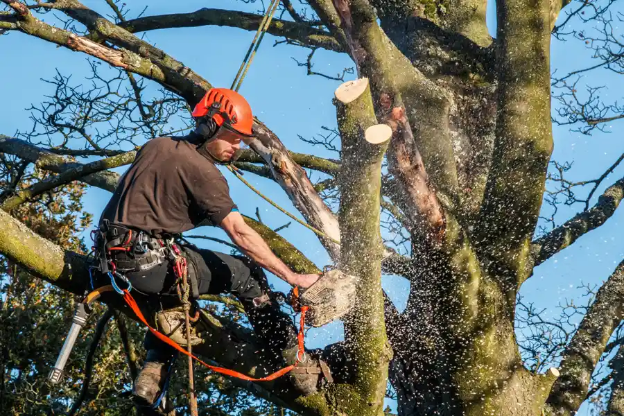Tree Trimming Service