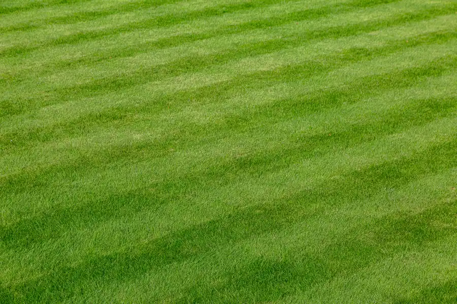 Understanding The Role Of Lawn Care Services In Landscape Beauty West Roxbury, Boston, MA 02132